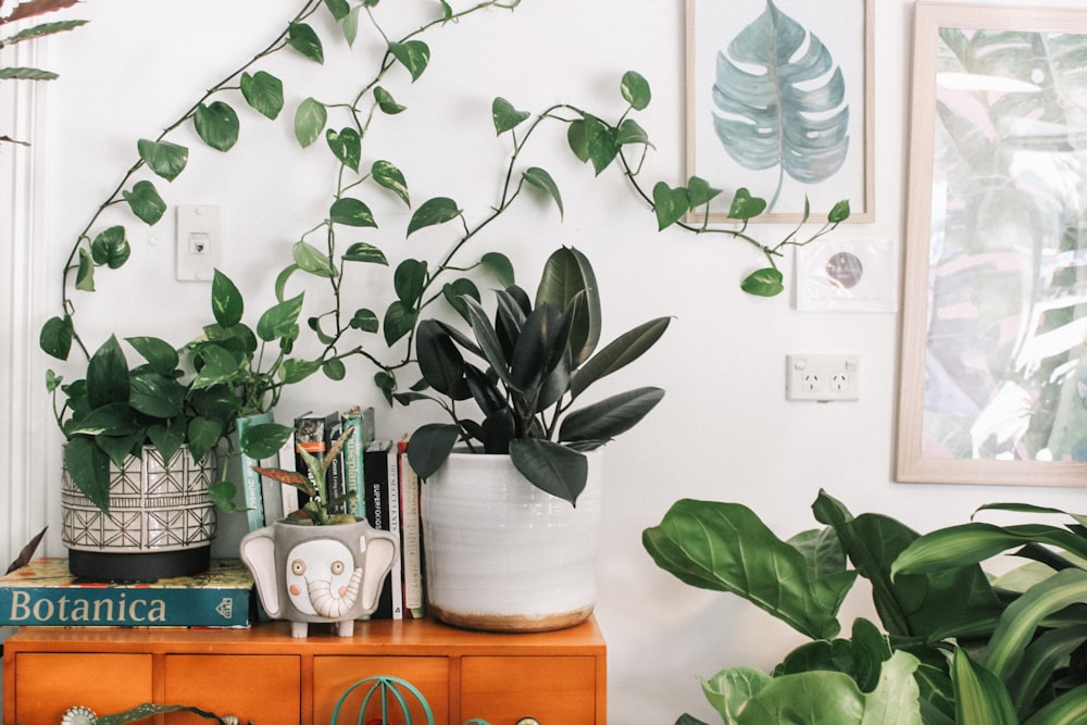 Plant shop counter